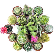 Cactus mix Plants Almost Paradise Berlin